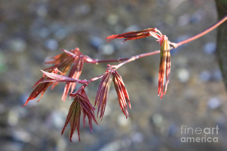 Spring Photograph - Japanese Maple Leaves-Spring Awakening by Carol Groenen