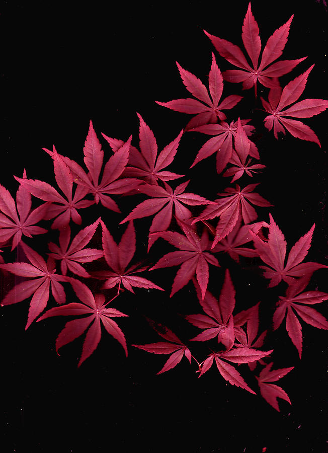 Japanese Maple Leaves Photograph by Wayne Potrafka