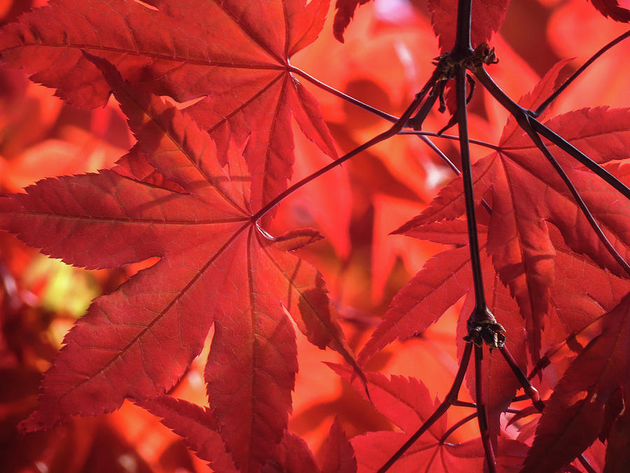 Japanese maple Photograph by Michael Wheeler - Fine Art America