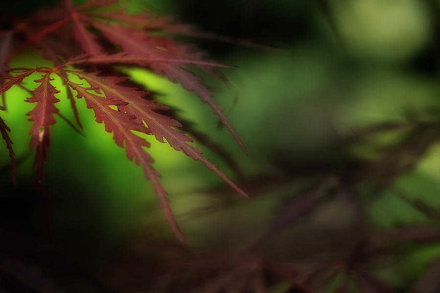 Japanese Maple Photograph by Mike Eingle