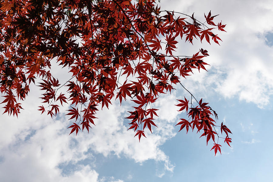 Japanese Maple Red Lace - Horizontal View Downwards Right Photograph by Georgia Mizuleva