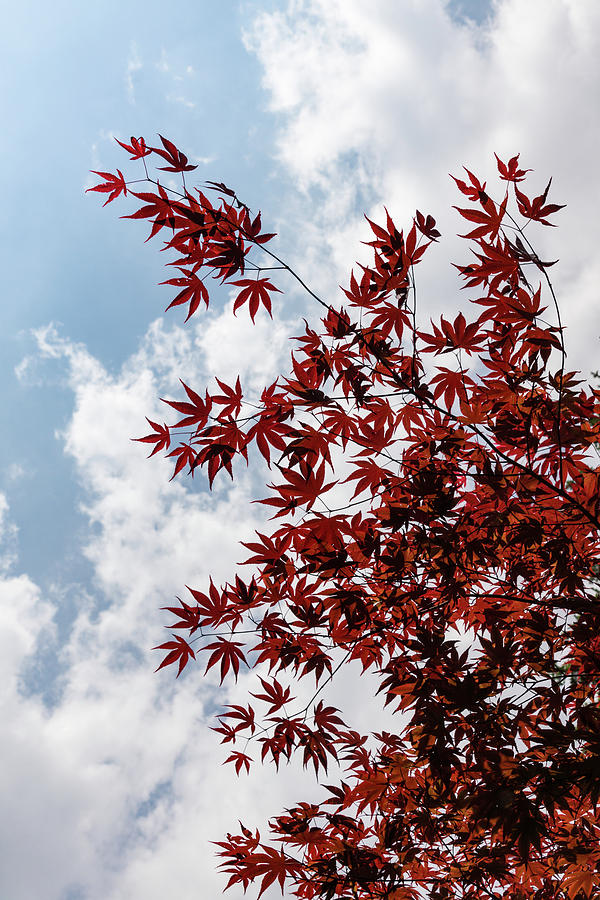 Japanese Maple Red Lace - Vertical Up Left Photograph by Georgia Mizuleva