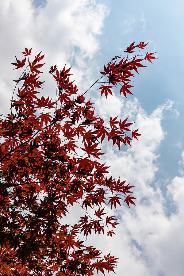 Japanese Maple Red Lace - Vertical Up Right Photograph by Georgia Mizuleva