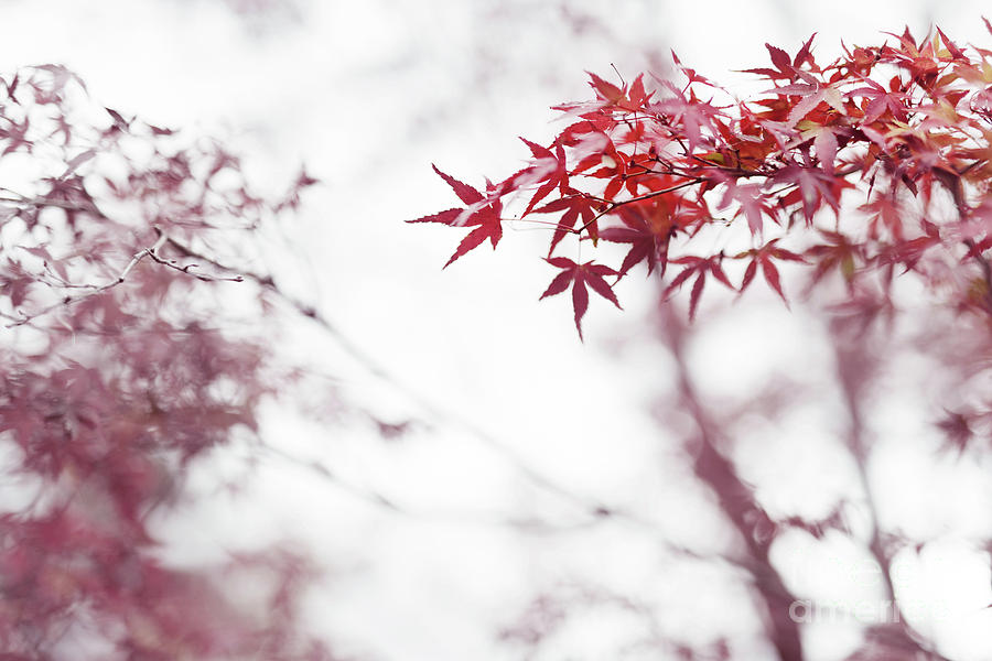 Japanese maple red leaves in autumn mist Photograph by Awen Fine Art