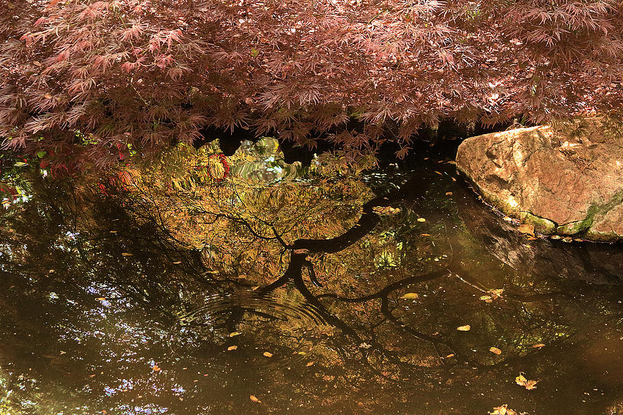 Japanese Maple Reflection In Water Photograph by Viktor Savchenko