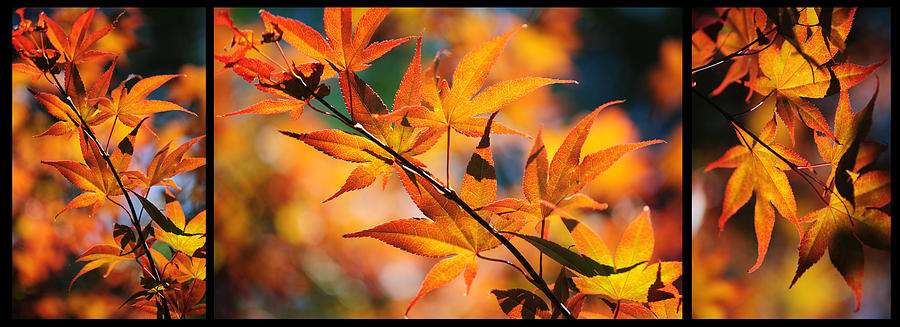 Fall Photograph - Japanese Maple Rhapsody. Triptych by Jenny Rainbow