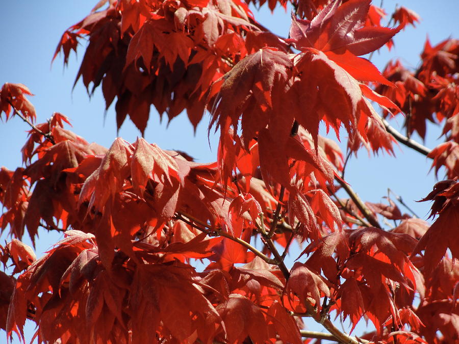 Japanese Maple Photograph by Shannon Grissom