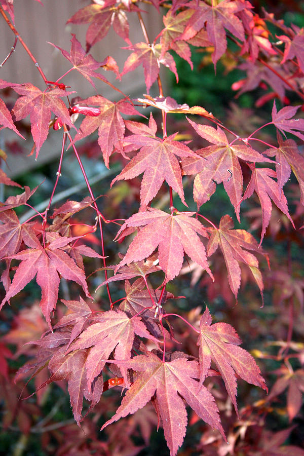 Japanese Maple Photograph by Sherry Leigh Williams