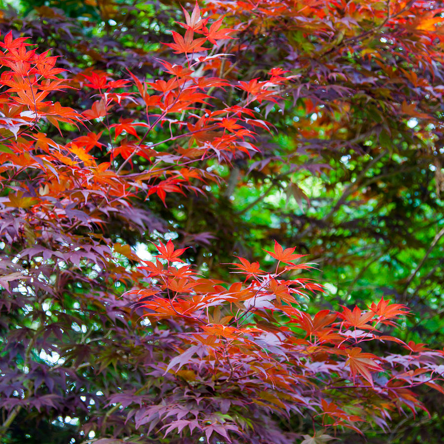 Japanese Maple Photograph by SR Green