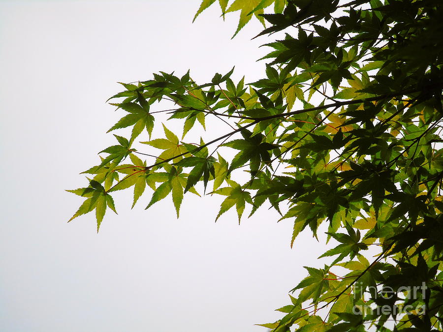 Japanese Maple Photograph by Susan Lafleur
