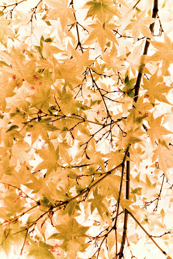 Japanese Maple Tree Acer Palmatum Photograph by Frank Tschakert