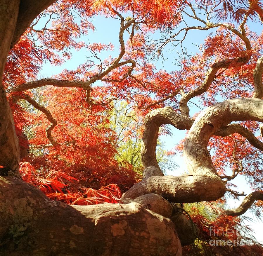 Japanese Maple Tree Photograph by Anita Adams