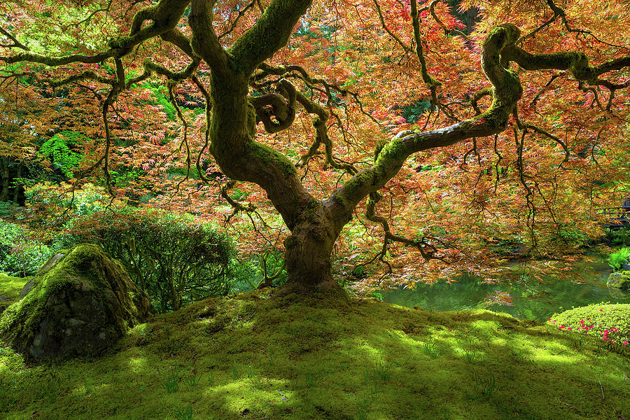 Japanese Maple Tree Bathed in Sunlight Photograph by David Gn