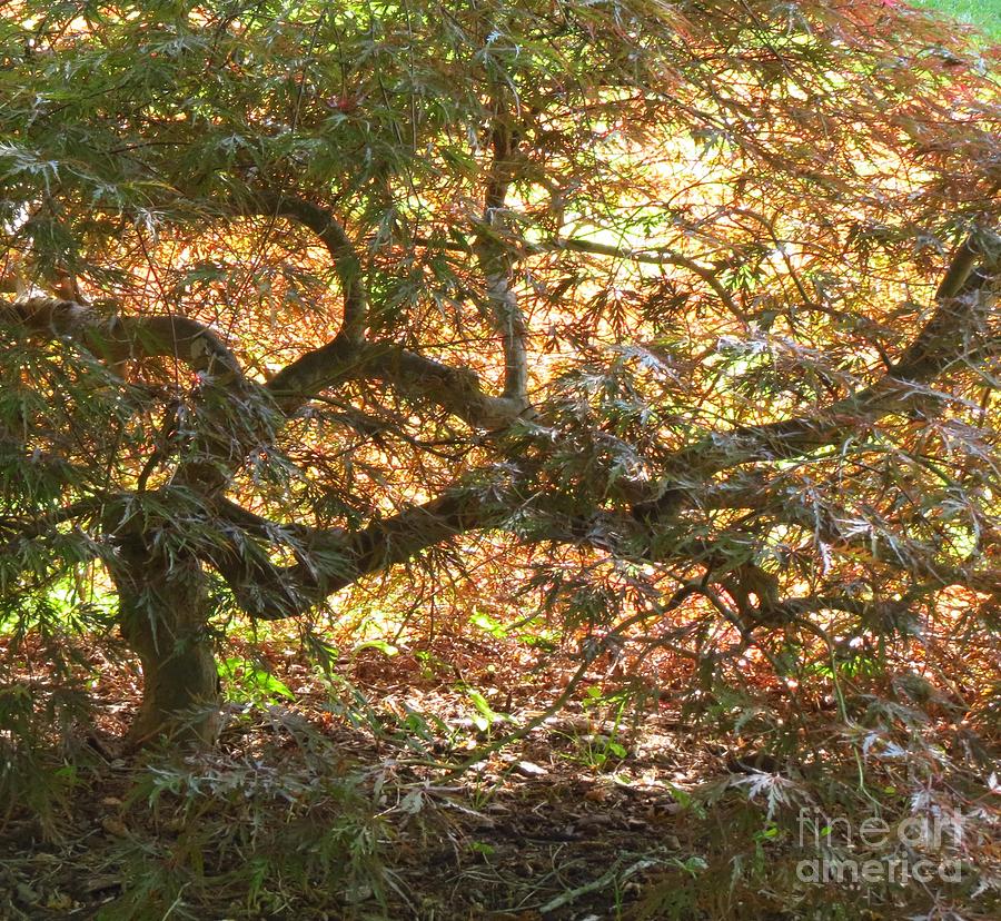 Japanese Maple Tree-Biltmore Photograph by Anita Adams
