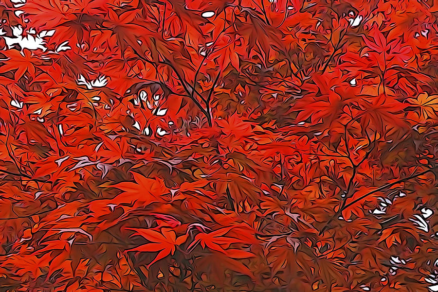 Japanese Maple Tree Photograph by Dennis Cox