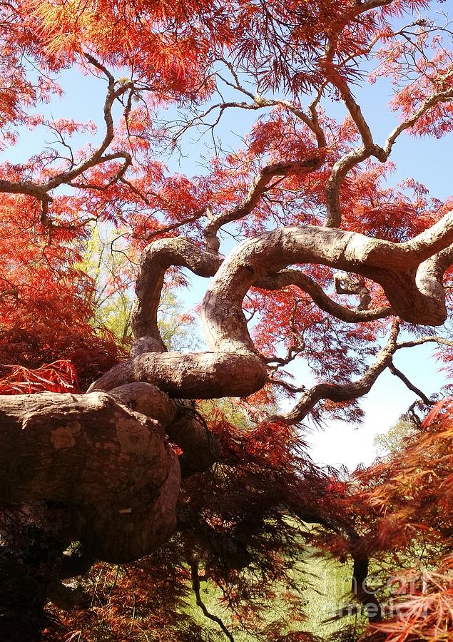 Japanese Maple Tree in Spring Photograph by Anita Adams