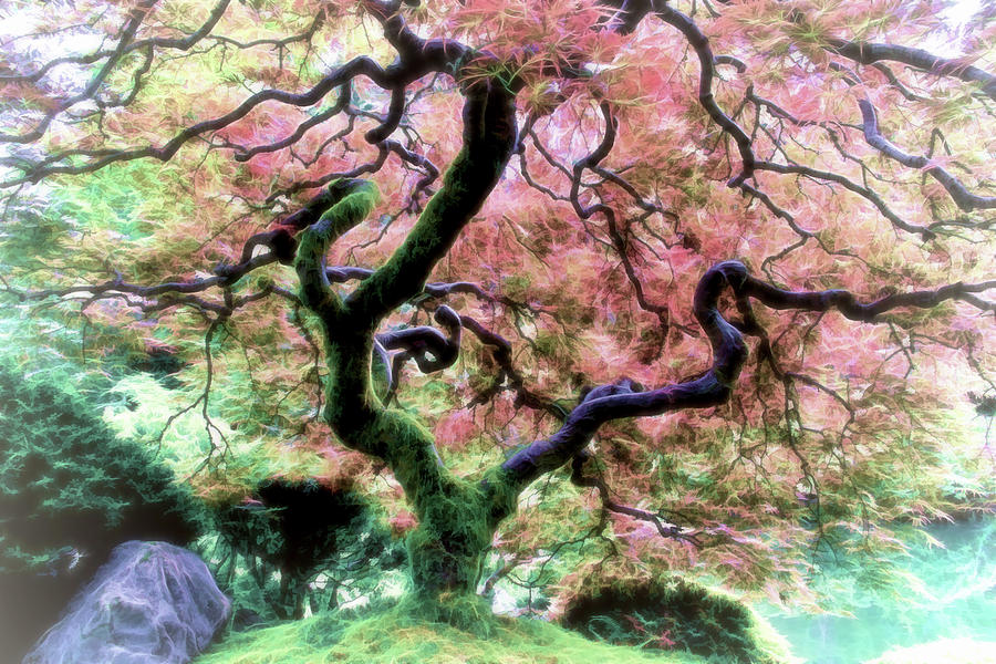 Japanese Maple Tree In Spring Photograph by Athena Mckinzie