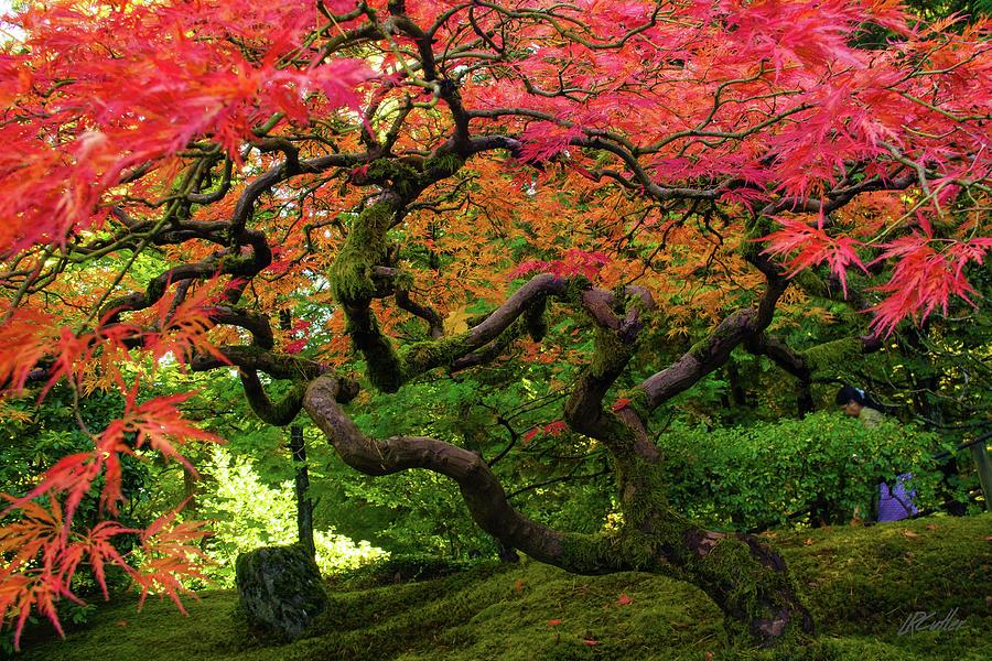 Japanese Maple Tree Photograph by Laurence Cutler - Fine Art America