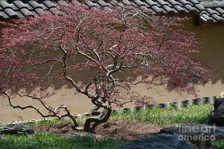 Japanese Maple Tree Photograph by Maria Urso