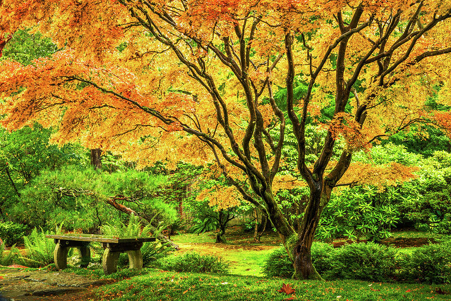 Japanese maple tree  Photograph by Mihai Andritoiu