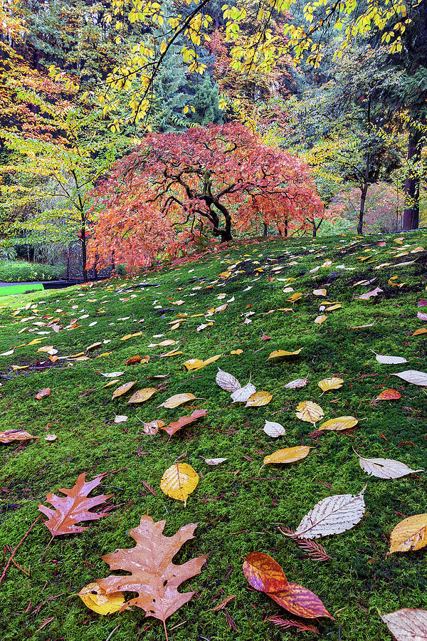 Japanese Maple Tree on a Mossy Slope Photograph by David Gn