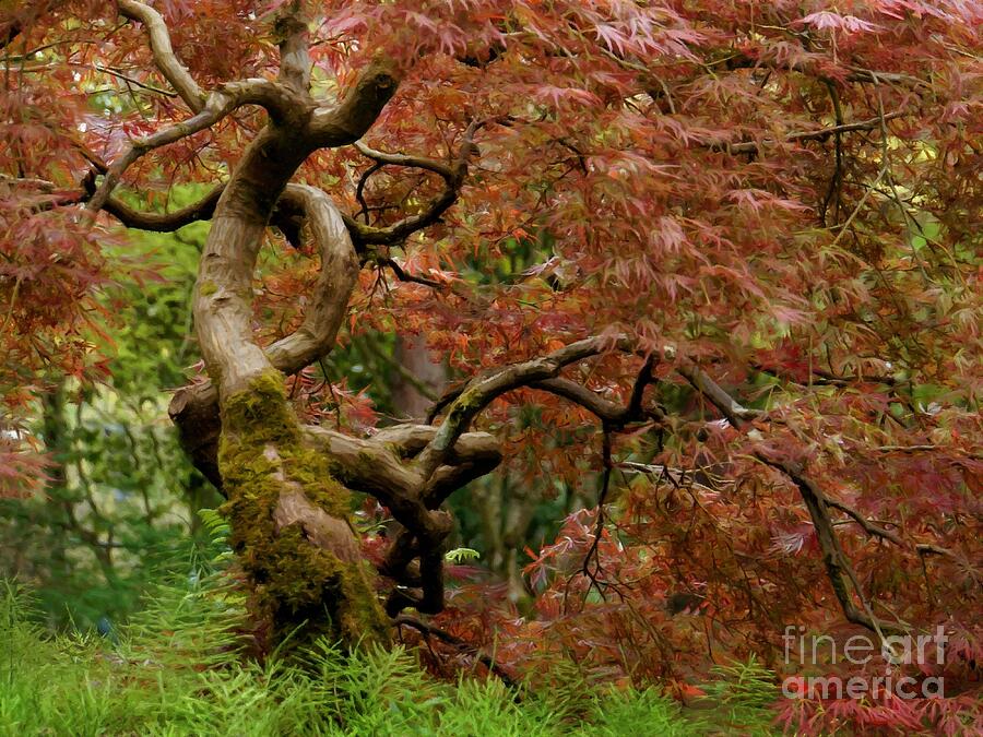 Japanese Maple Tree Photograph by Patricia Strand