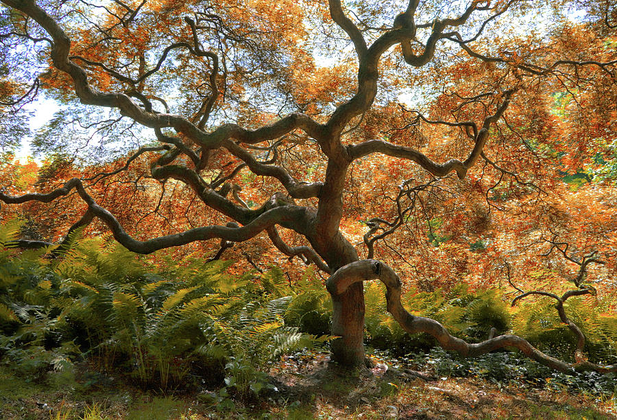 Japanese Maple Tree Photograph by Suzanne Stout