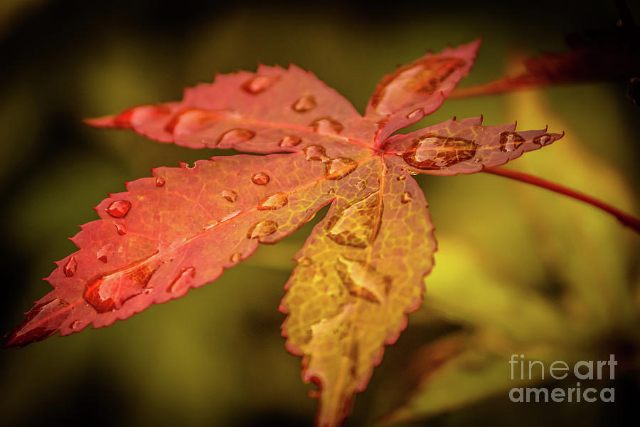Japanese maple tree wet leaves Photograph by Claudia M Photography