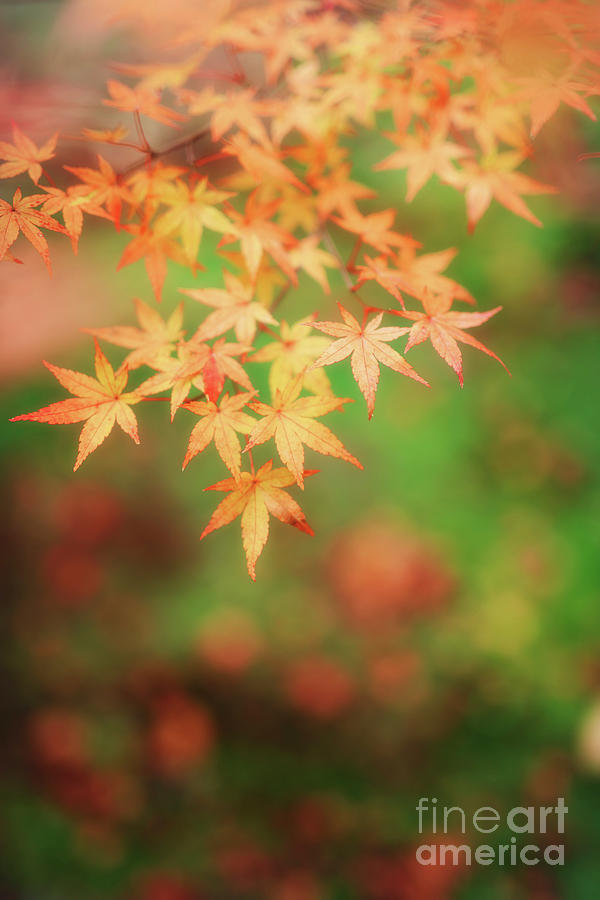 yellow leaf japanese maple