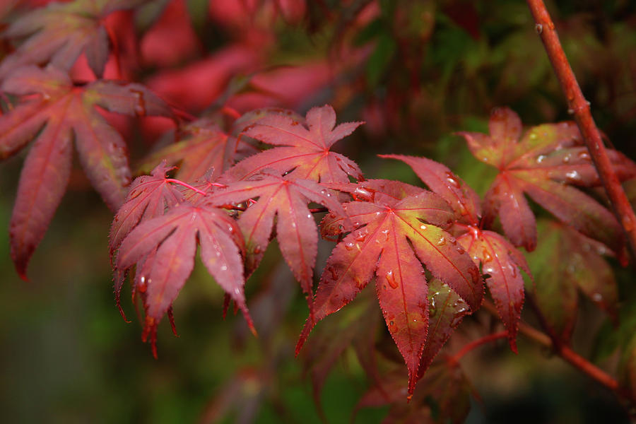 Japanese Maple With Raindrops 1787 H_2 Photograph by Steven Ward
