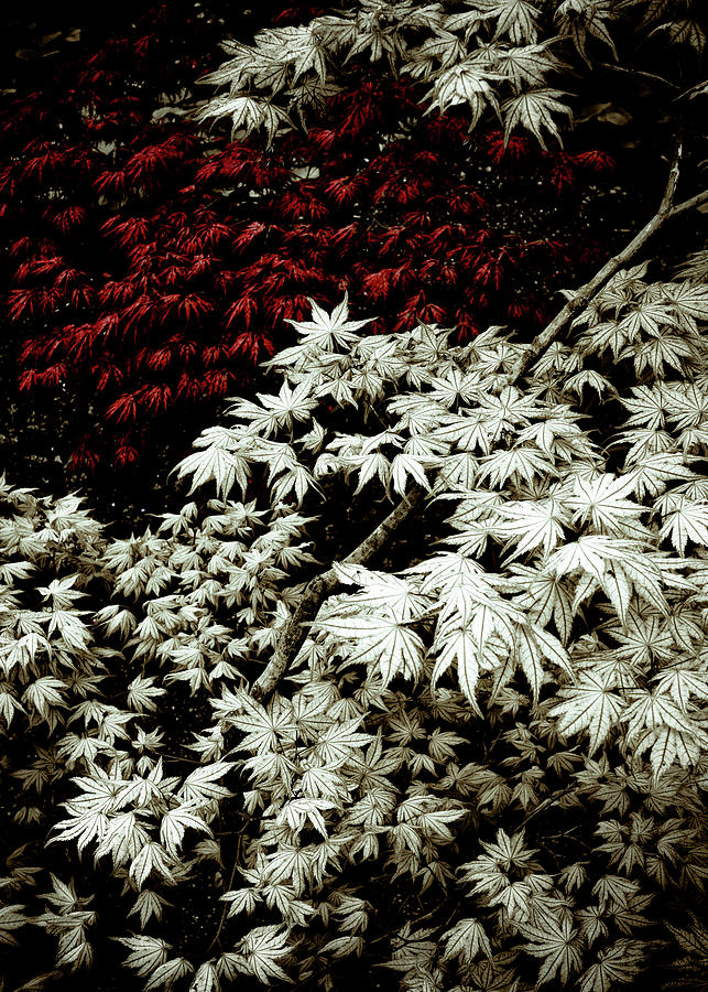 Japanese Maples Photograph by Frank Tschakert