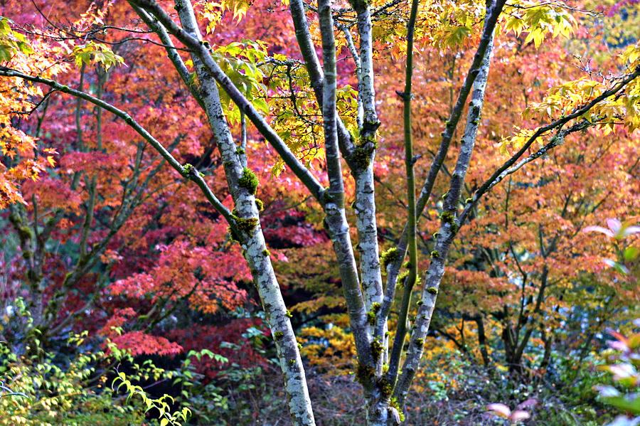 Japanese Maples in Full Color Photograph by Vicki Hone Smith