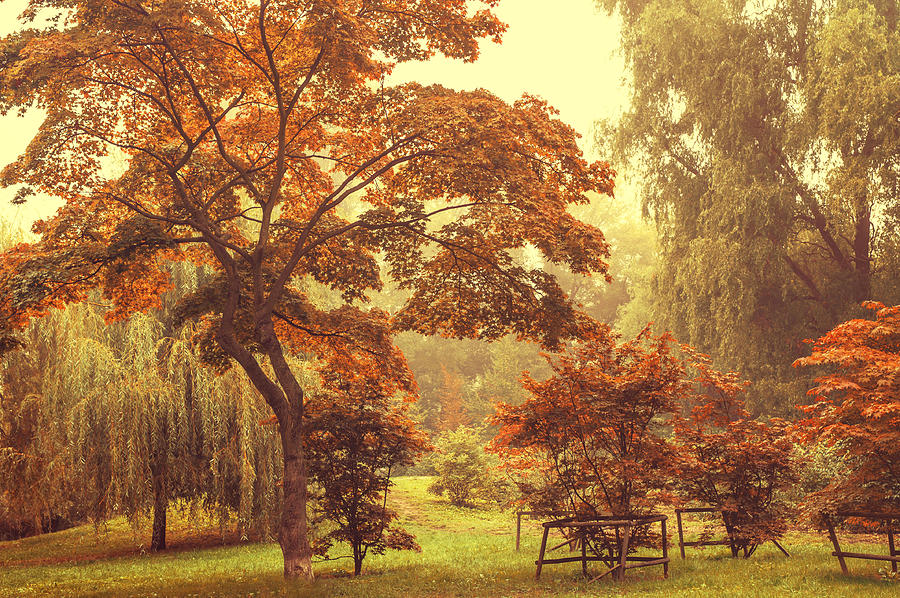 Japanese Maples in Luzanki Park Photograph by Jenny Rainbow