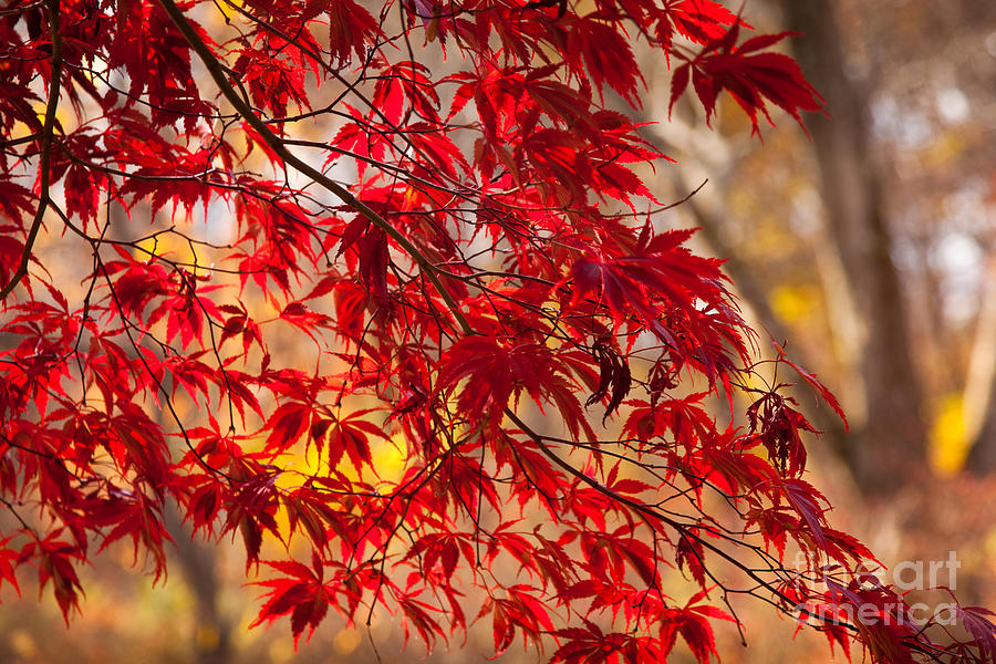 Japanese Maples Photograph by Susan Cole Kelly