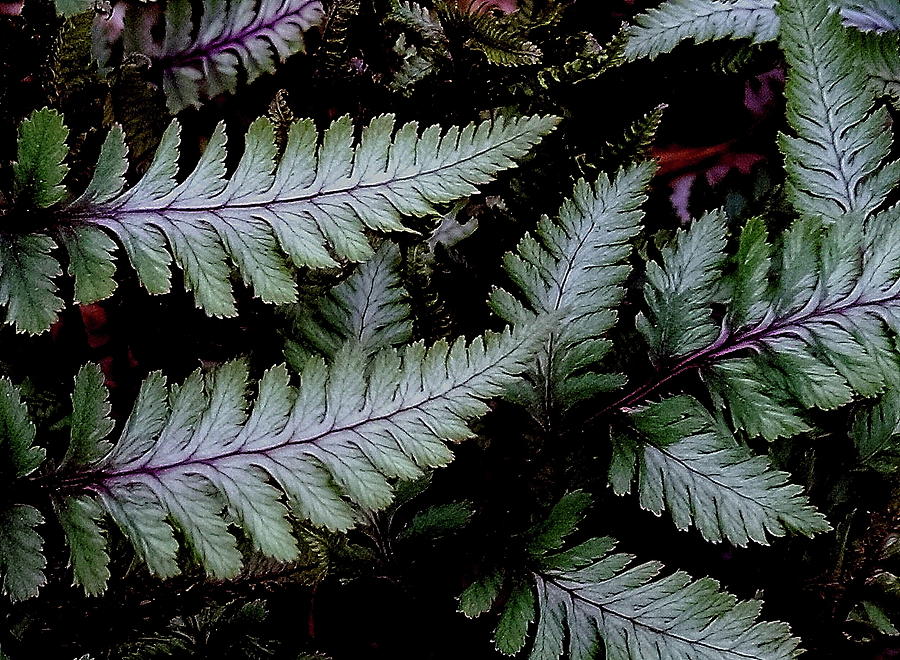Japanese Painted Fern Photograph by Allen Nice-Webb