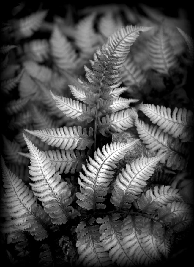 Japanese Painted Fern Photograph by Nathan Abbott