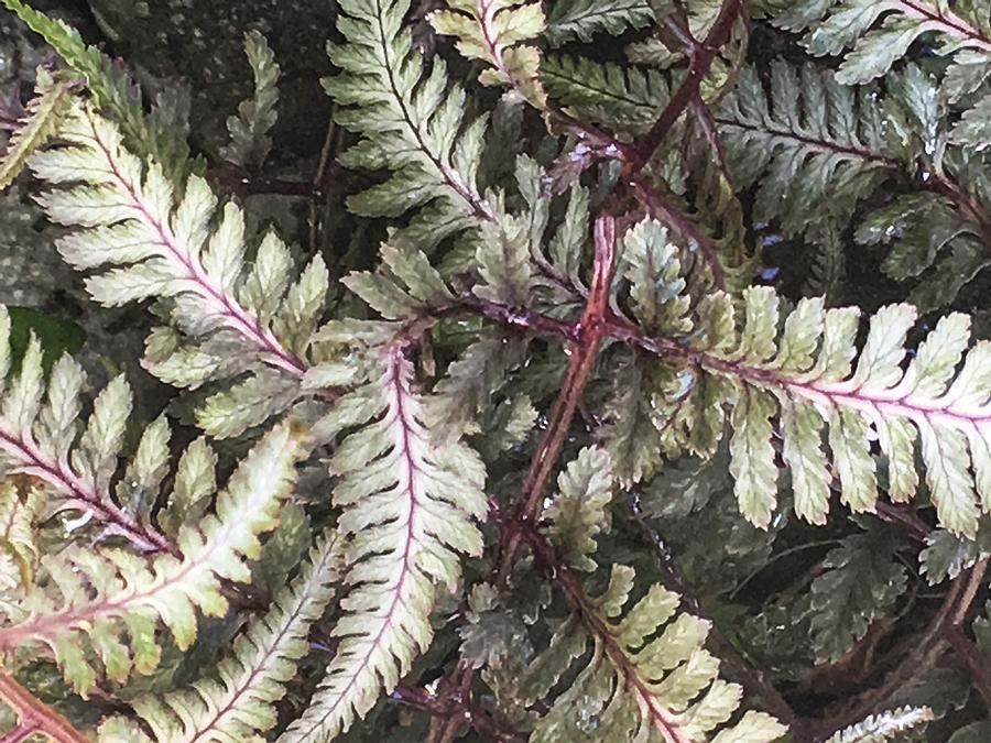 Japanese Painted Fern Photograph By Patricia E Sundik Fine Art America   Japanese Painted Fern Patricia E Sundik 