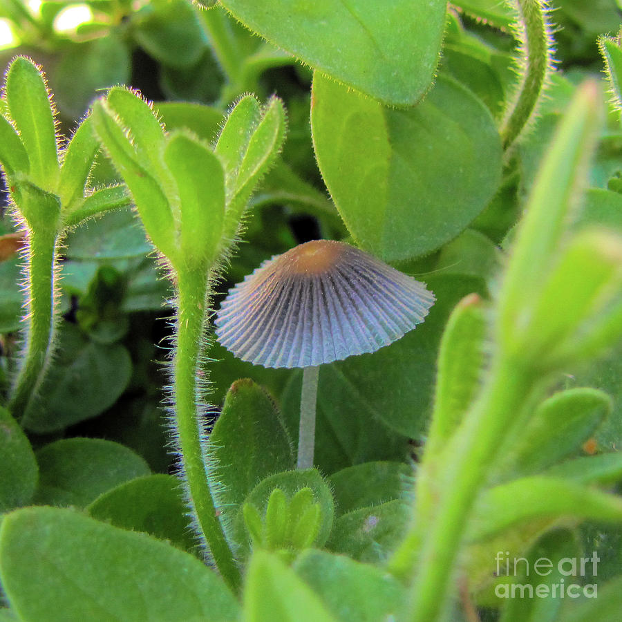 Japanese Parasol Mushroom Photograph by John Freidenberg