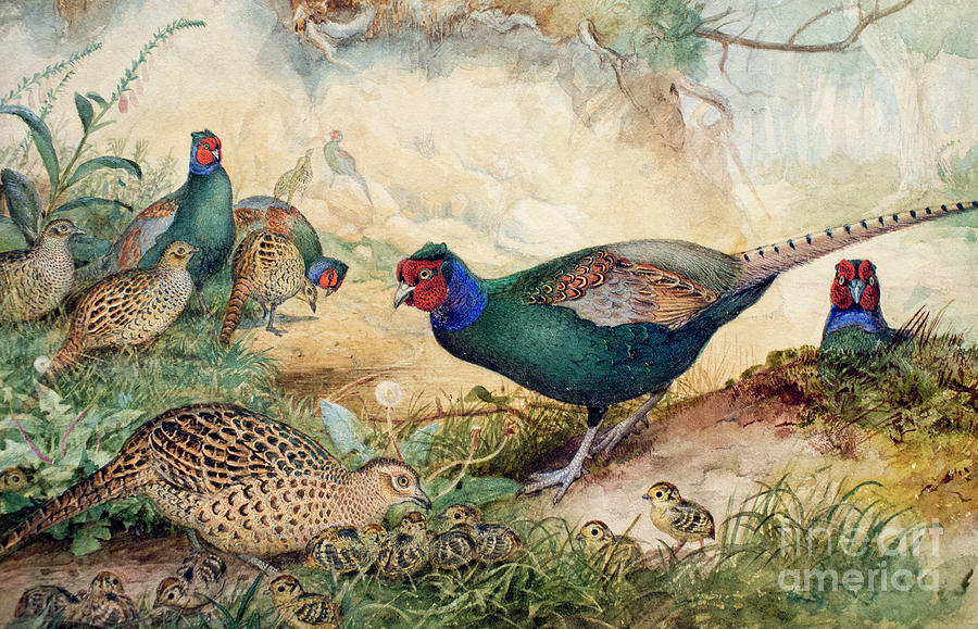 Japanese Pheasants Painting by Joseph Wolf