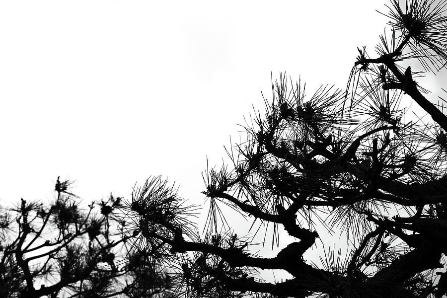 Japanese Pine Tree Photograph by Kunitaka Kawashimo - Fine Art America