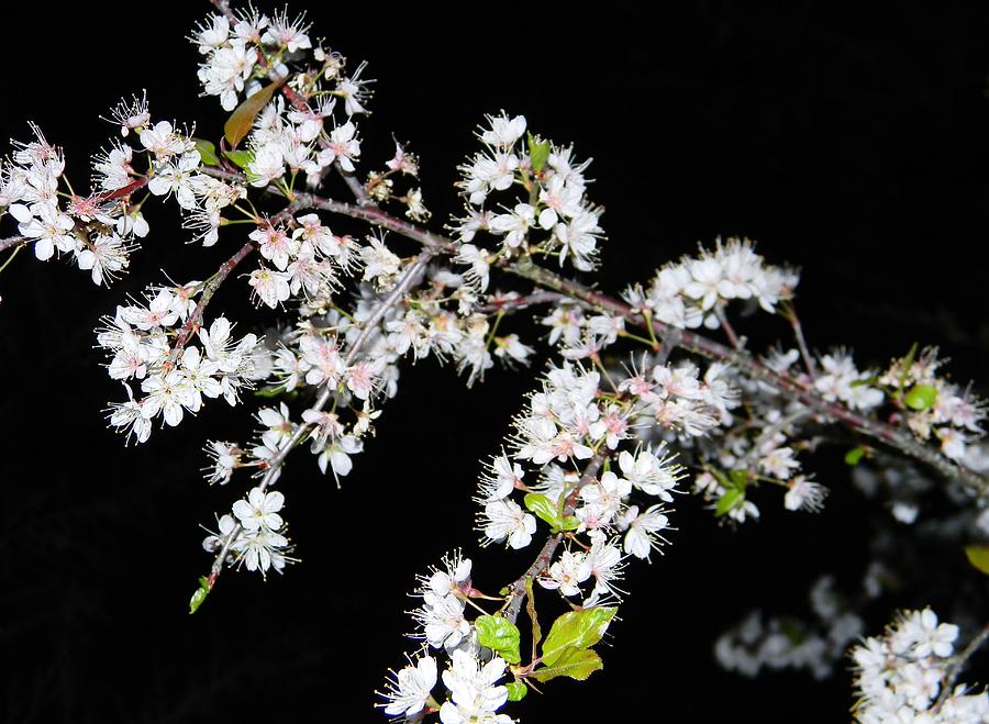 Japanese Plums Blooms 2 Photograph by Warren Thompson