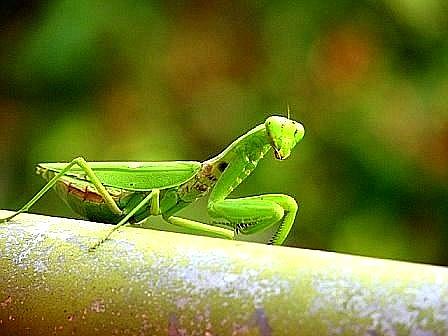 Japanese Praying Mantis Photograph by April H - Pixels