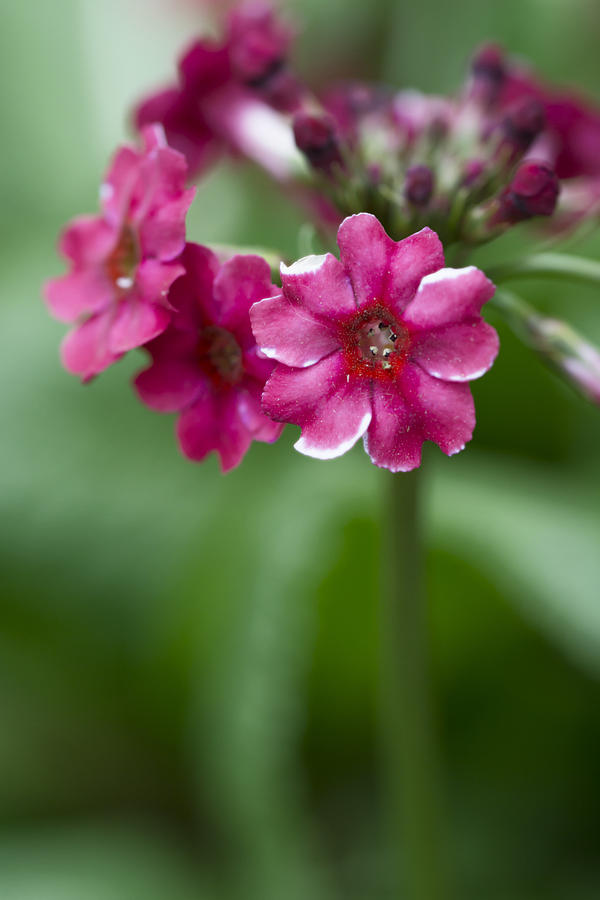 Japanese Primrose 2 Photograph by Tracy Winter