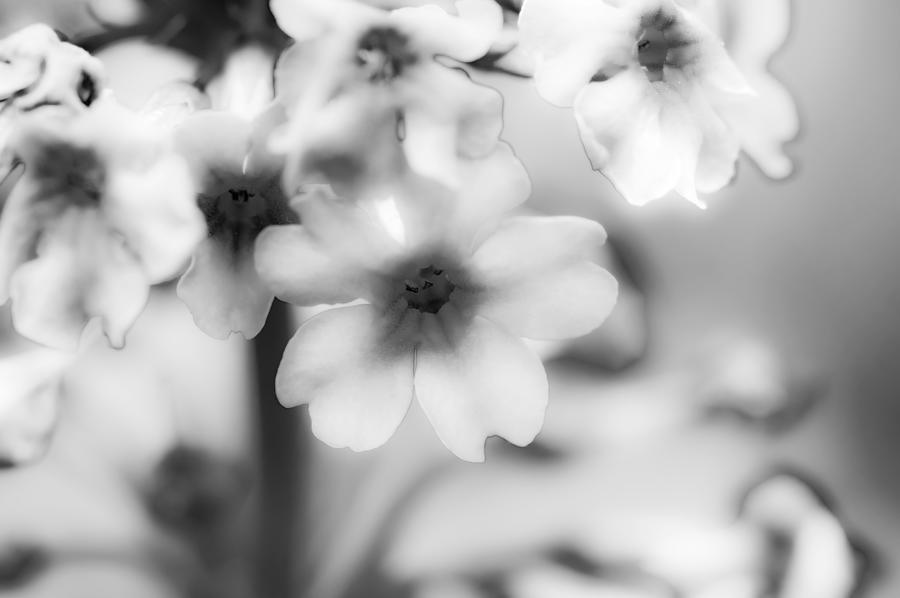 Japanese Primrose in Black and White Photograph by Tracy Winter