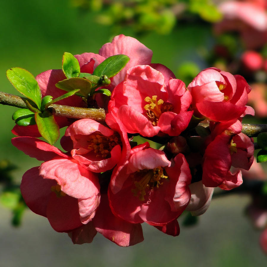 Japanese quince Photograph by Judith Groeger