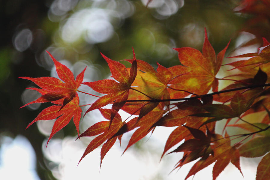 Japanese Red Maple II Photograph by Suzanne Gaff - Fine Art America