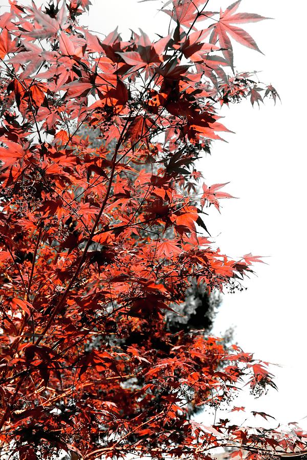 Japanese Red Maple Selective Color Photograph by Jerry Sodorff