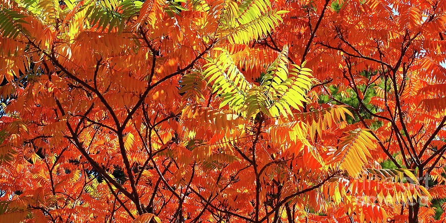 Japanese Rowan Panorama Photograph by Alex Cassels - Fine Art America