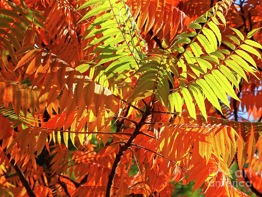 Fall Photograph - Japanese Rowan Tree in Autumn Colours by Alex Cassels