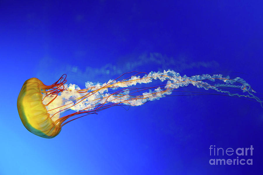 Japanese Sea Nettle jellyfish Photograph by Jane Rix
